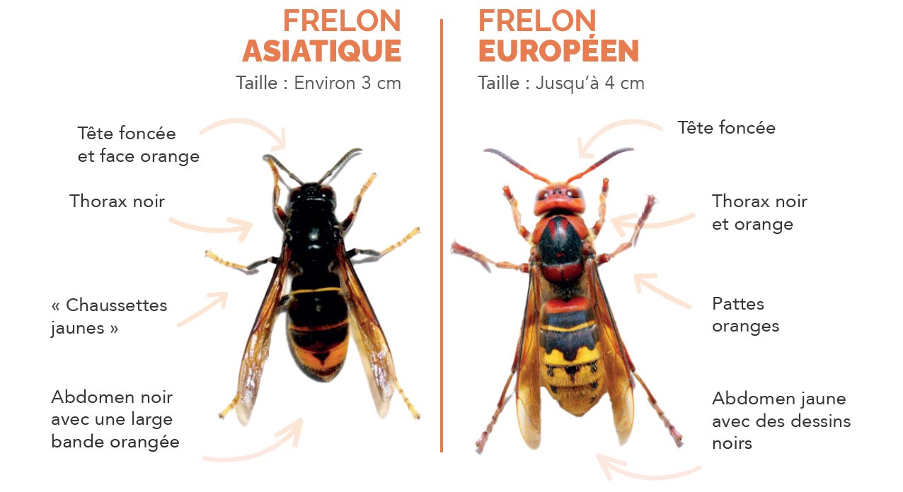Frelon-asiatique