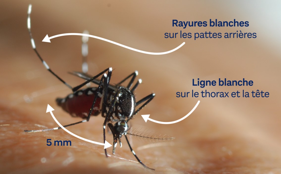 Moustique-tigre